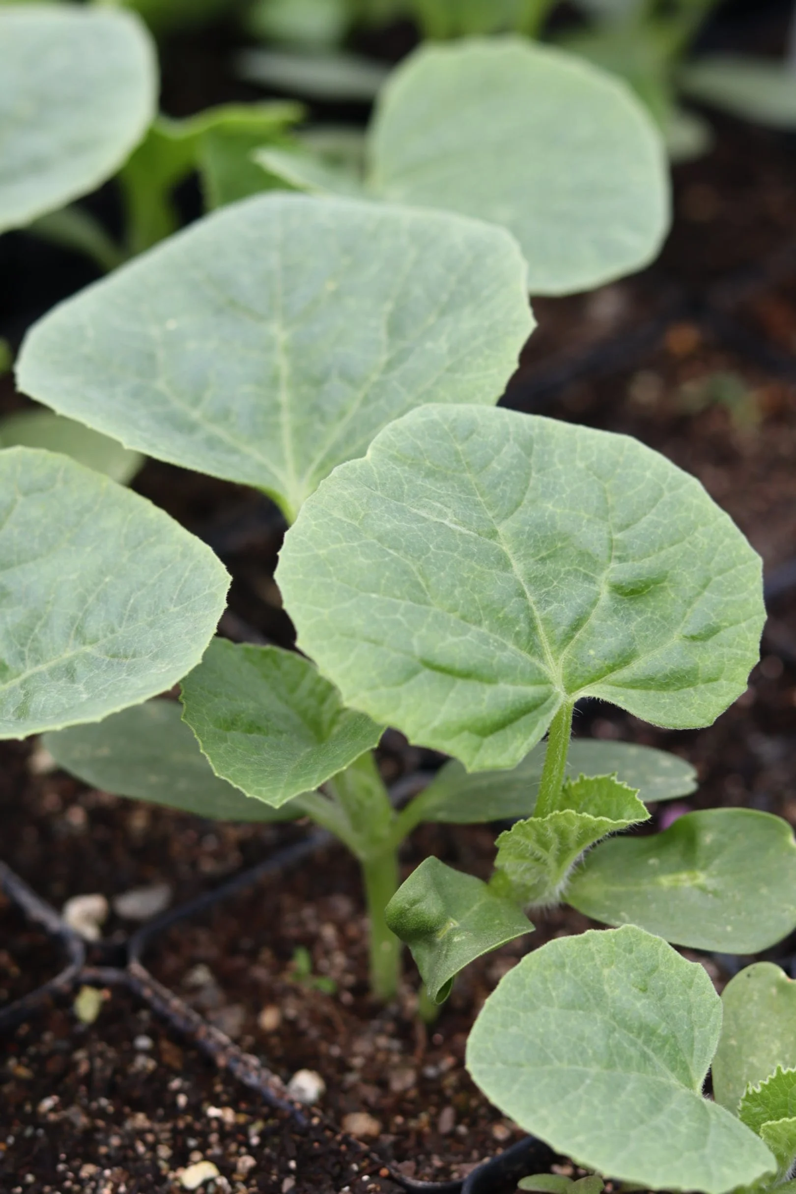 Cantaloupe Seedling