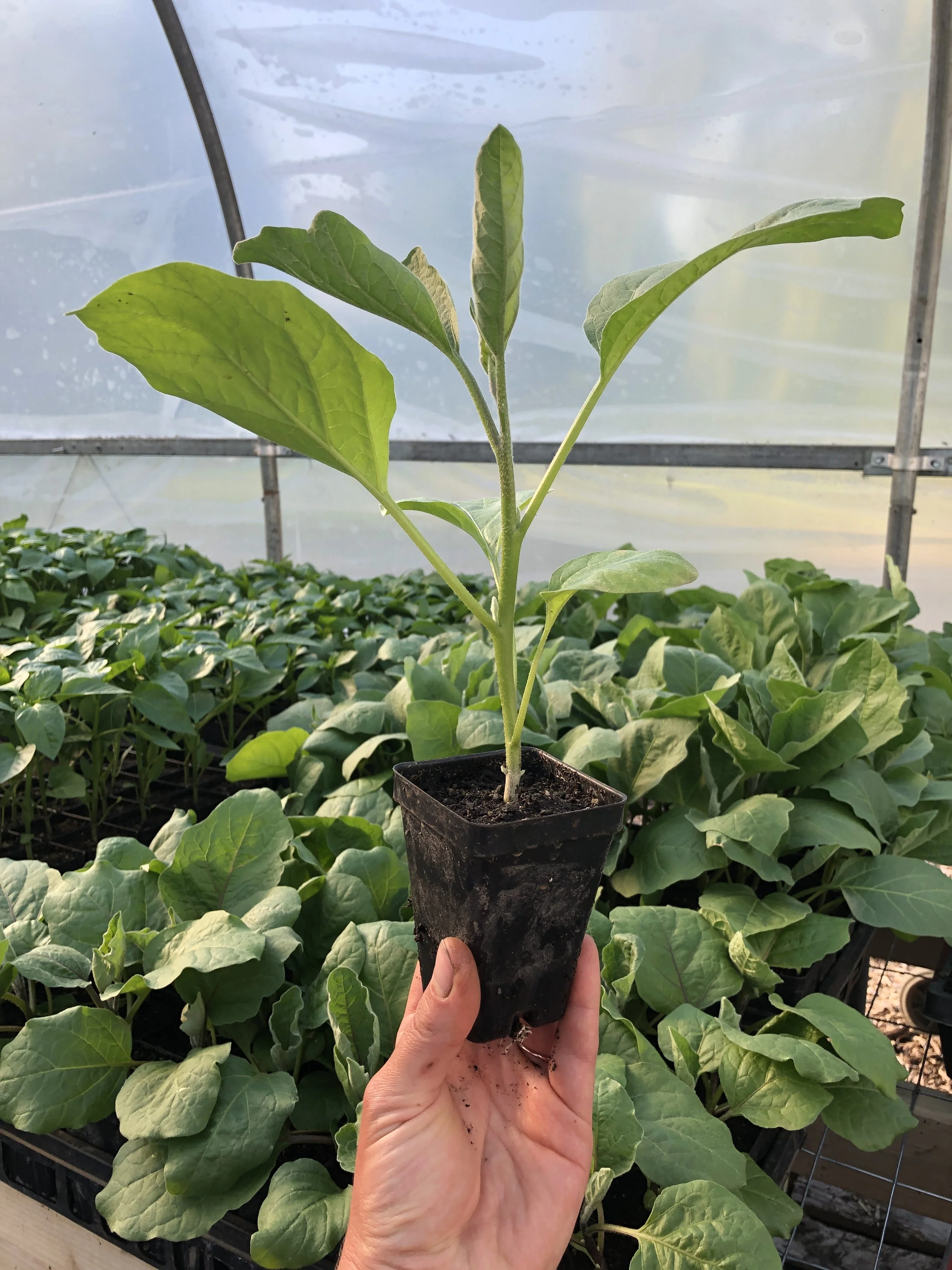 Eggplant Seedling