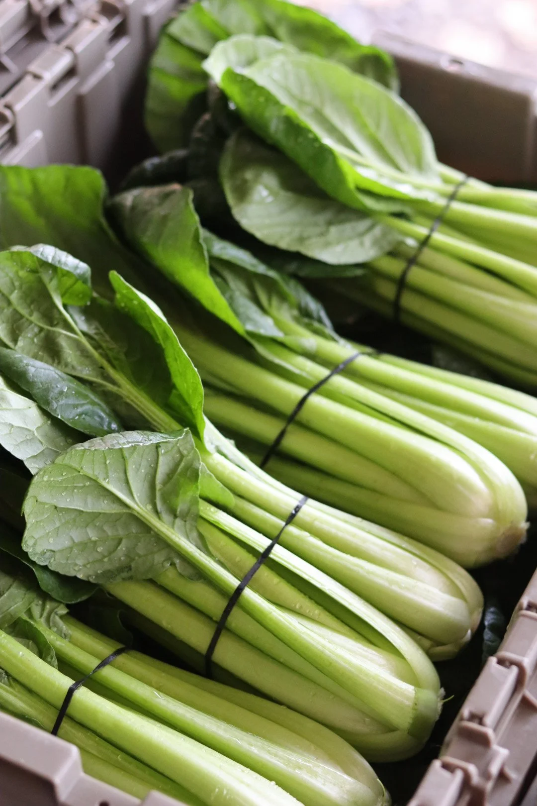 Tatsoi (1 bunch)