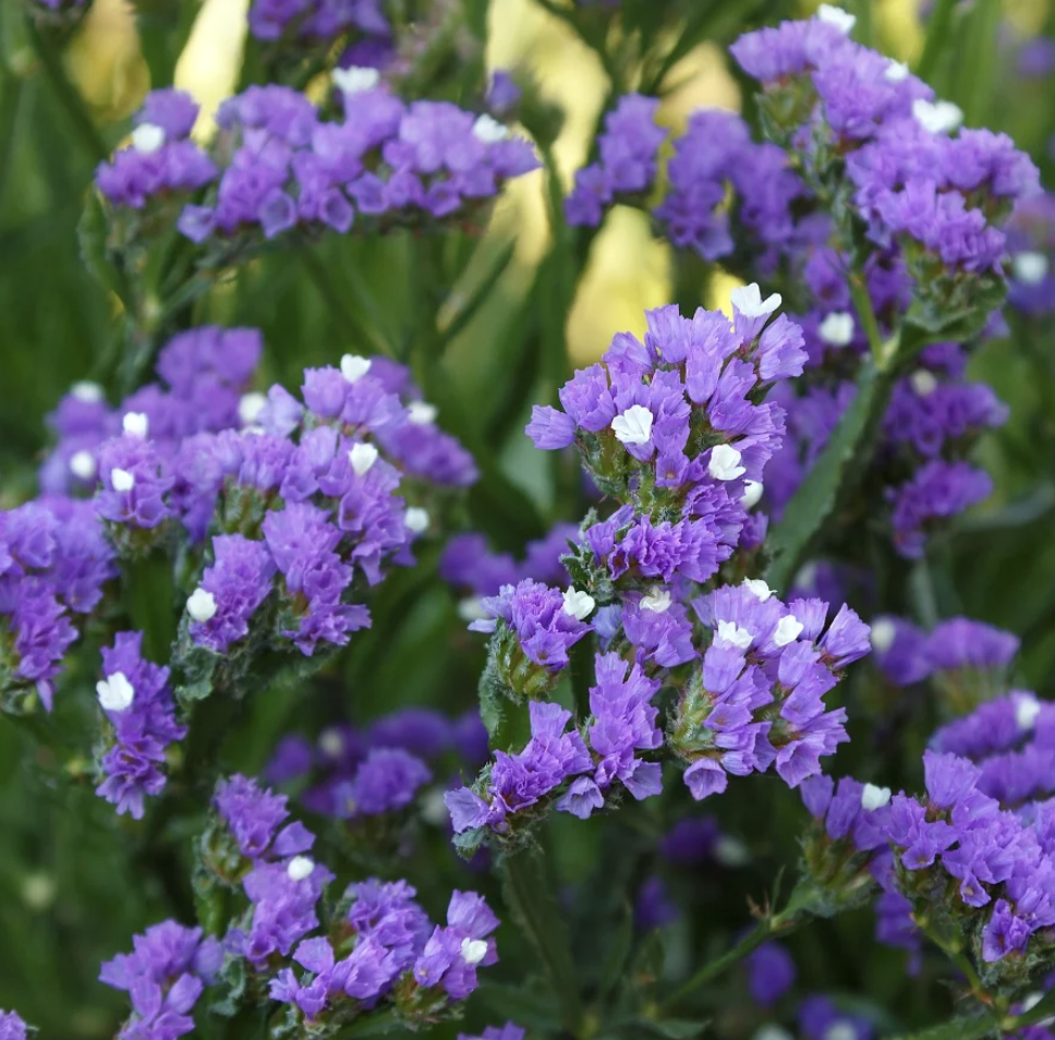Statice Flower Seedling