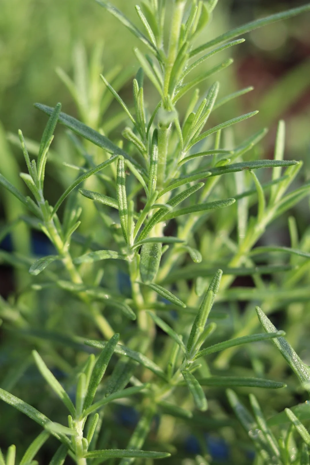 Rosemary Seedling