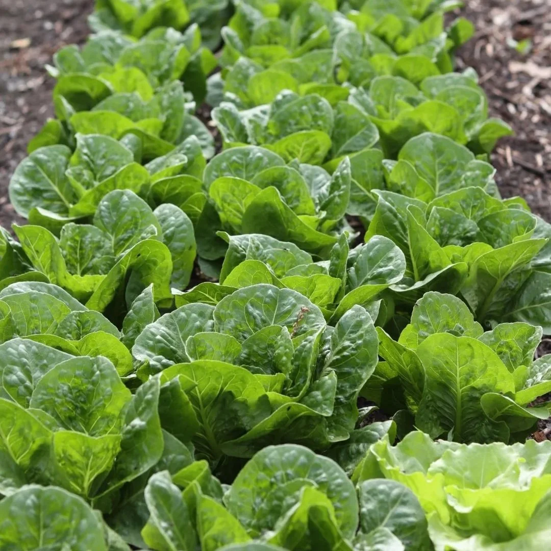 Romaine Head Lettuce