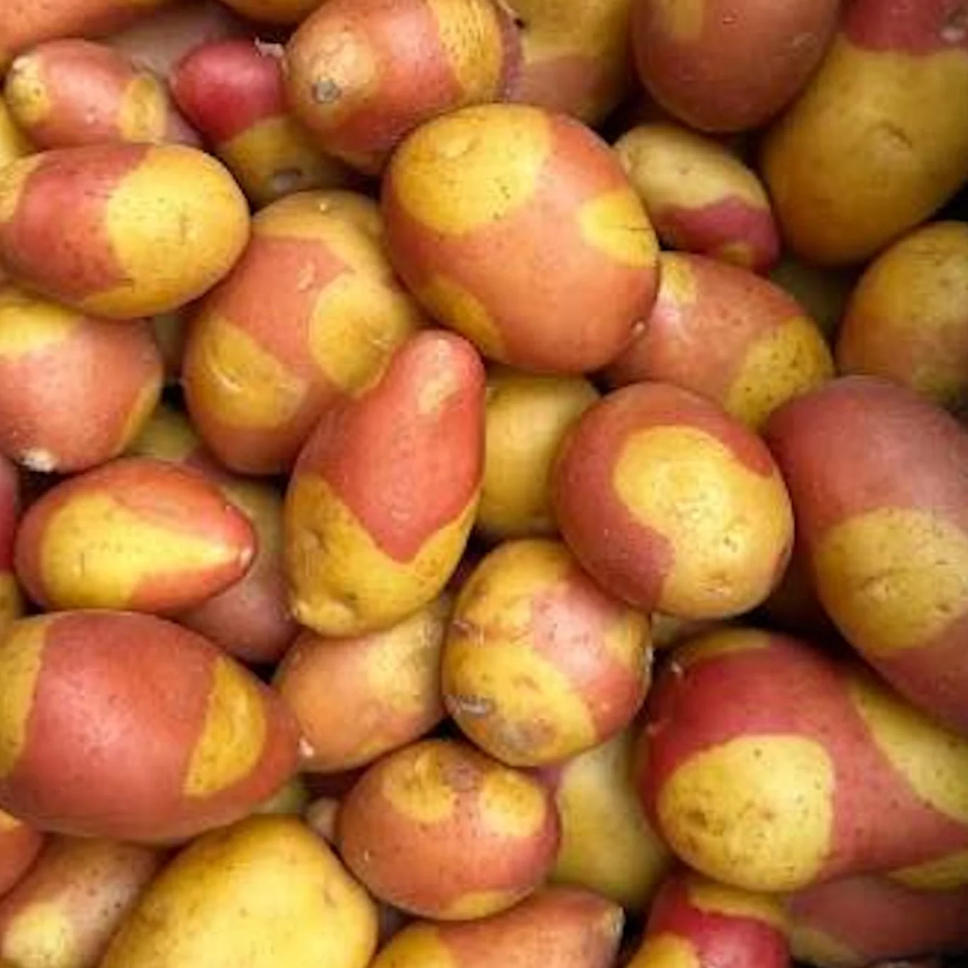 NEW! Pinto Gold Potatoes