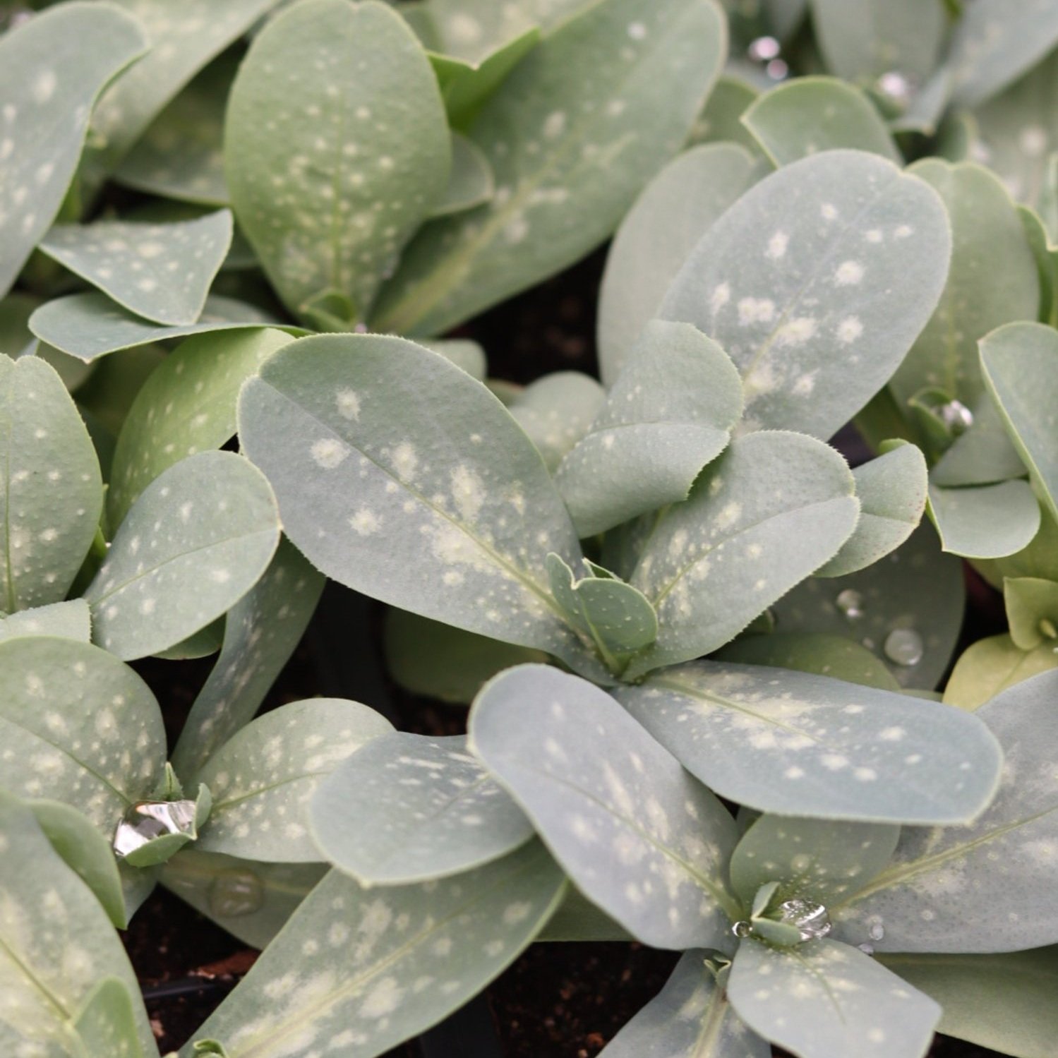 Honeywort / Cerenthe Flower Seedlings (4-pack)