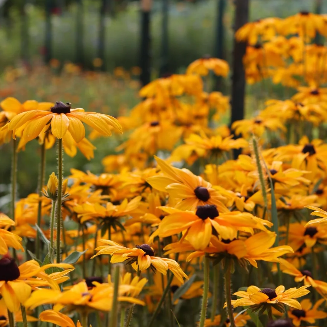 Rudbeckia/Black Eyed Susan Seedling (single plant)