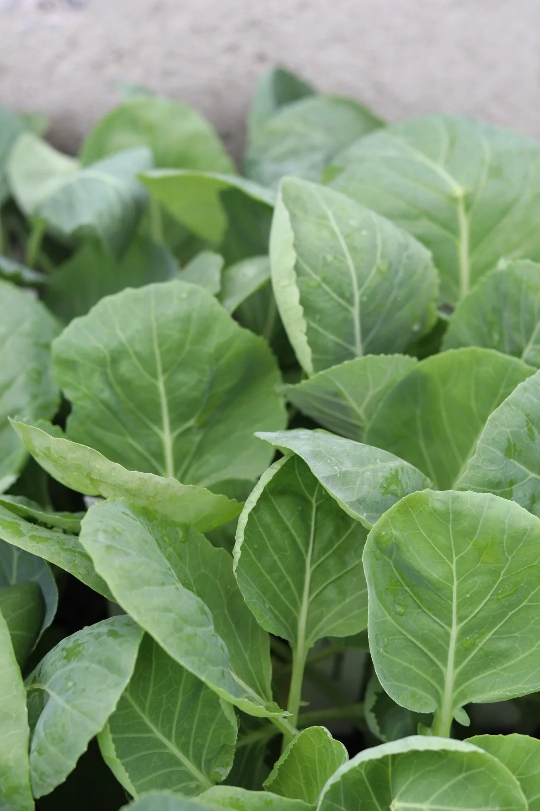 Green Cabbage Seedling