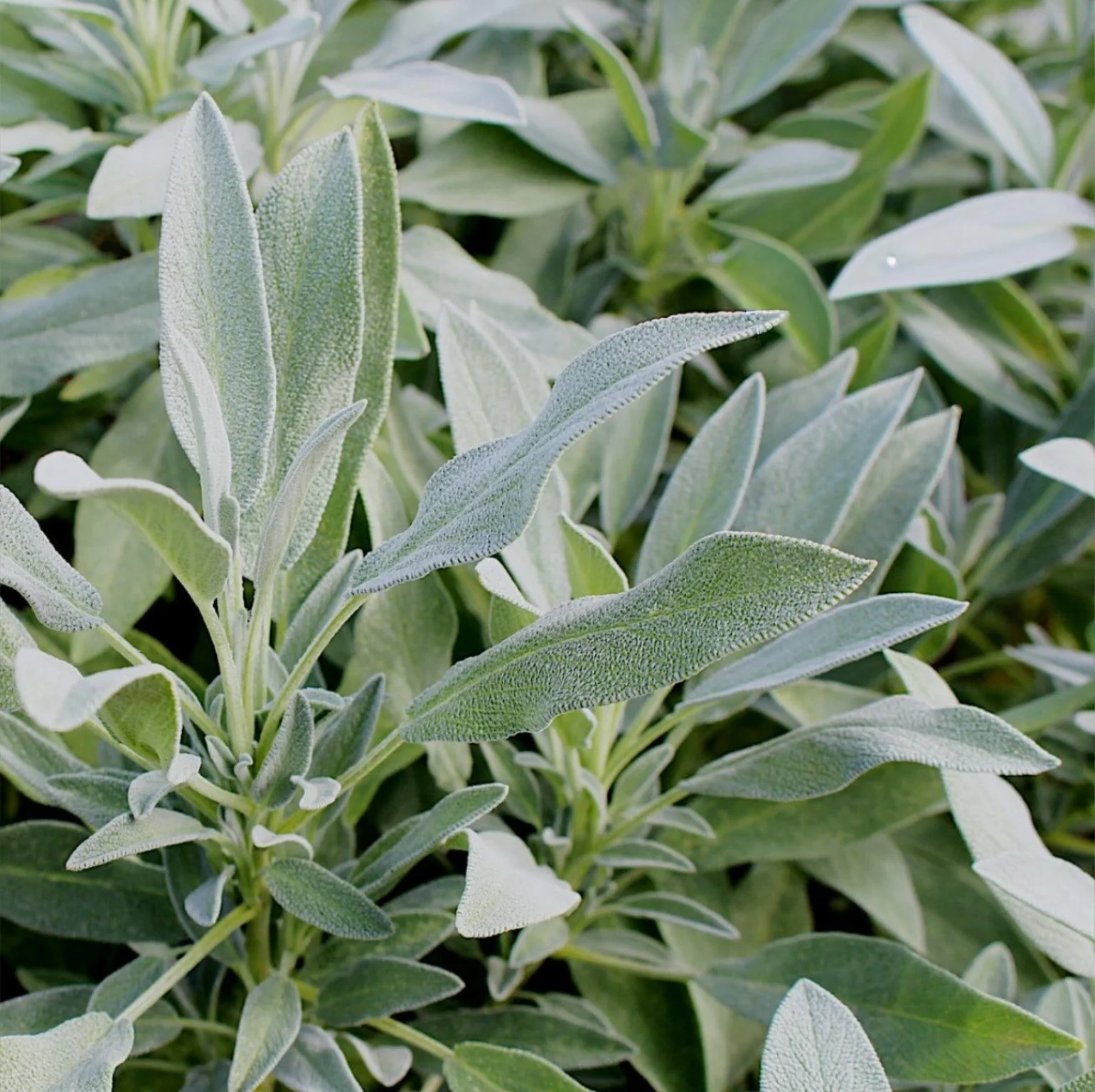 Sage (1 bunch)