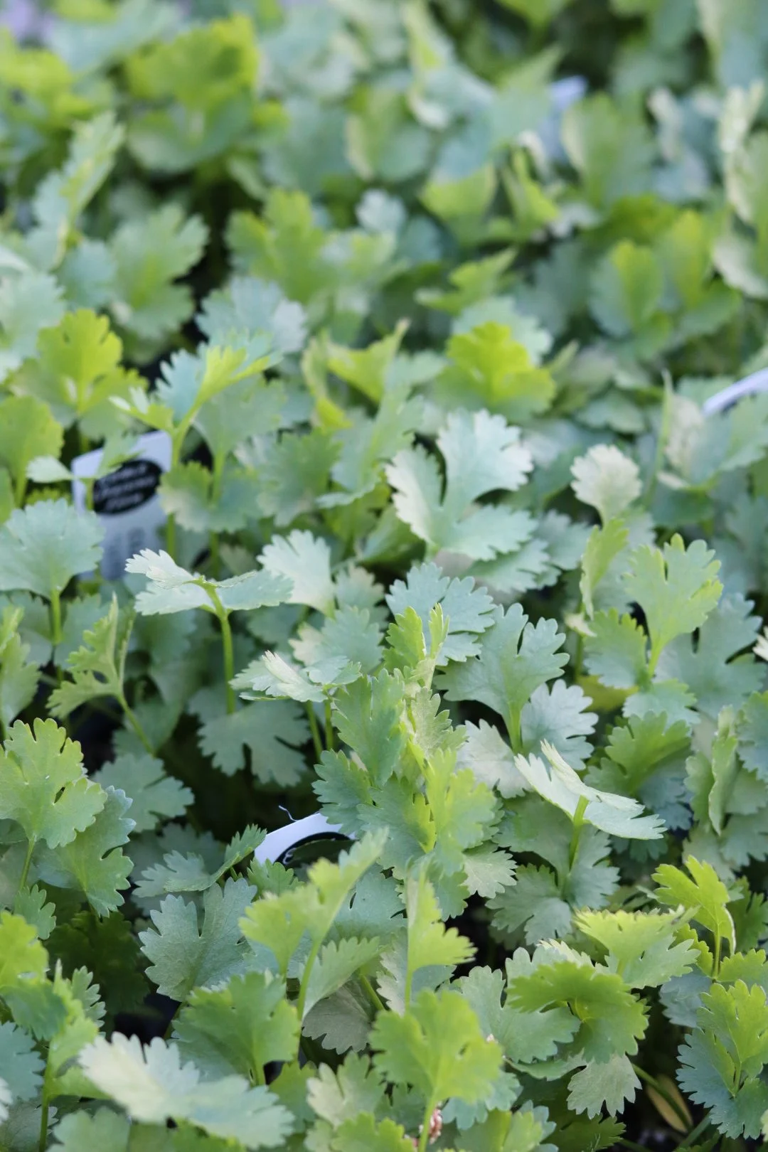 Cilantro Seedling