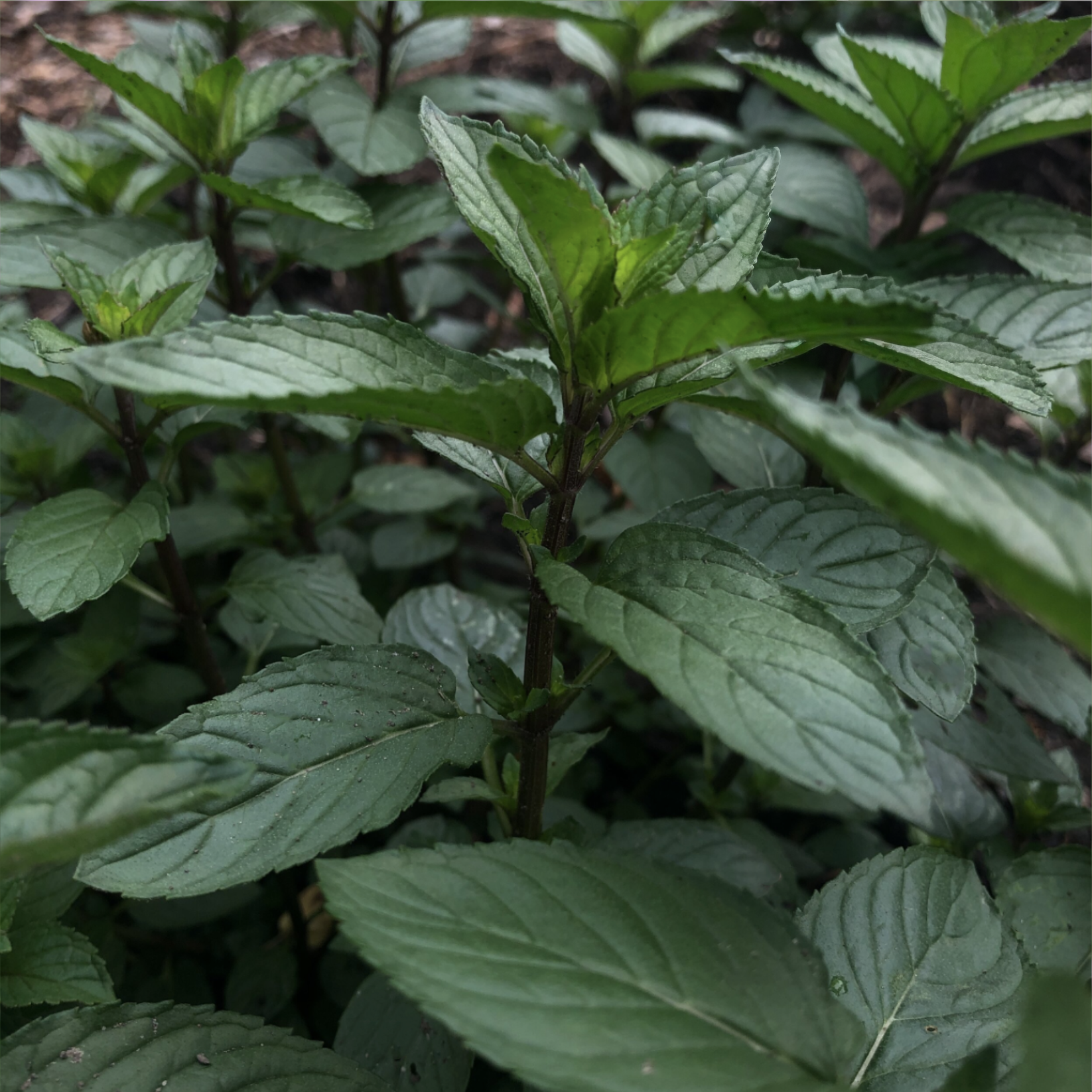 Freebie / Chocolate Mint