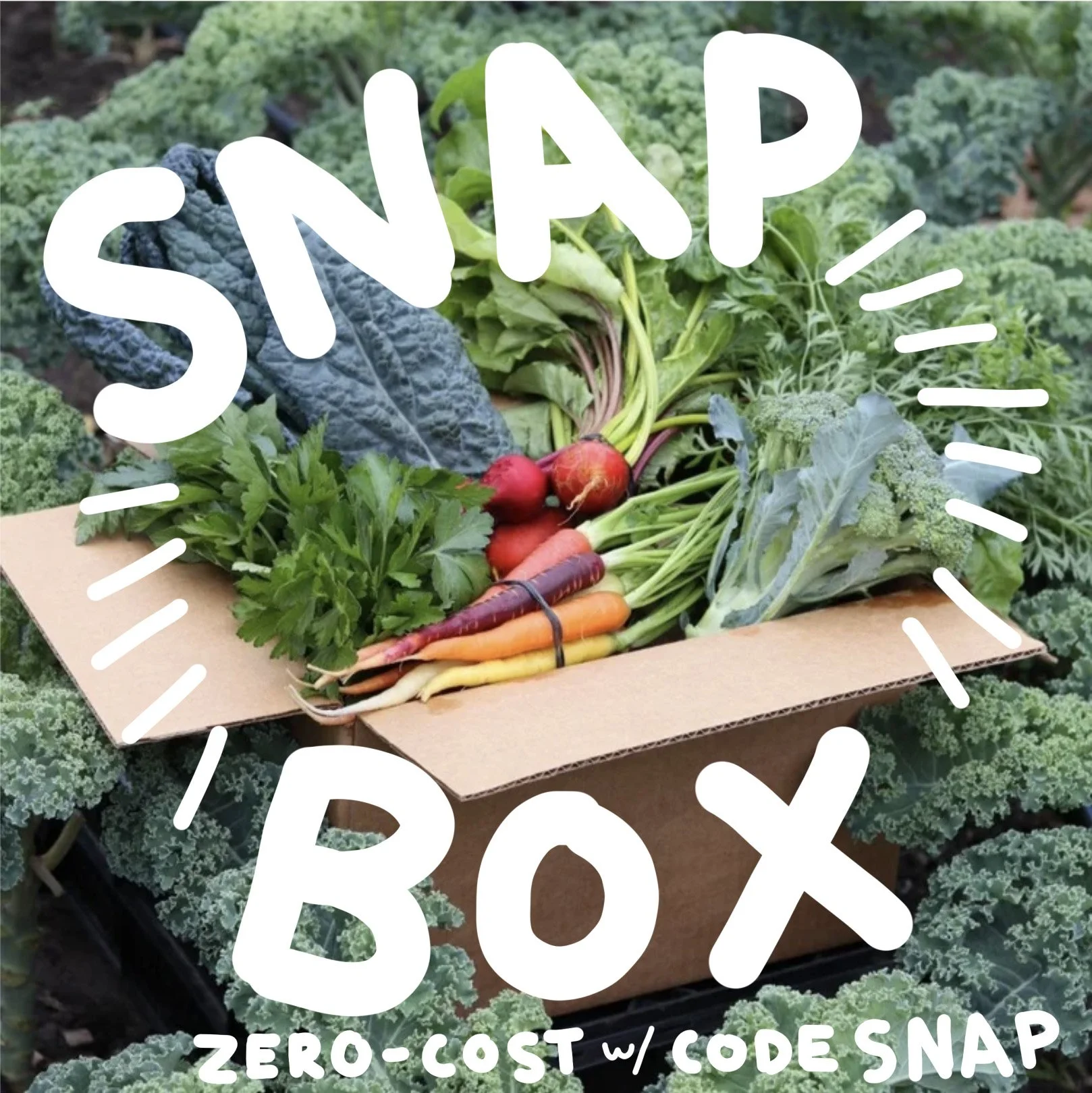 SNAP-BOX-2.jpg