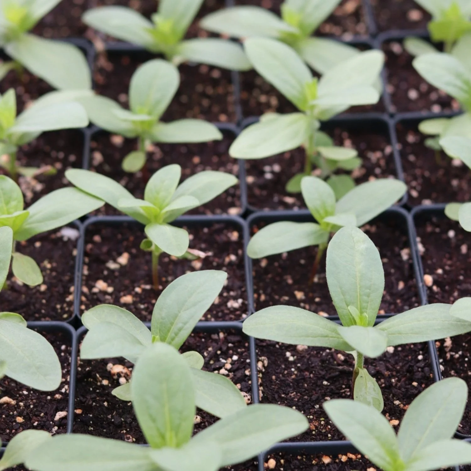 Zinnia Flower Mix Seedling