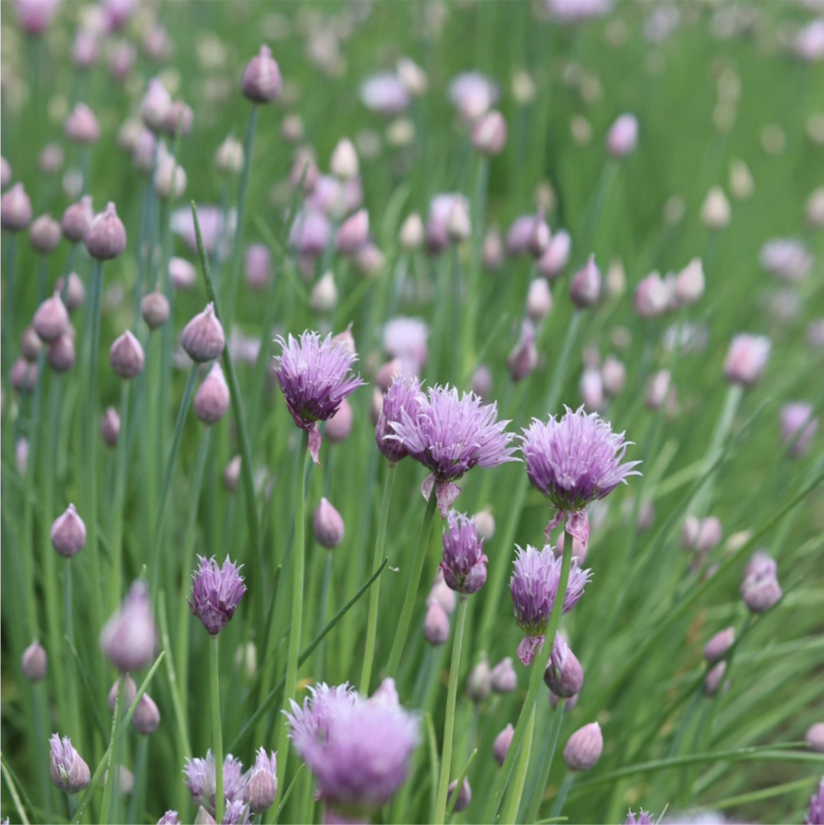 Flowering Chives (1 bunch)