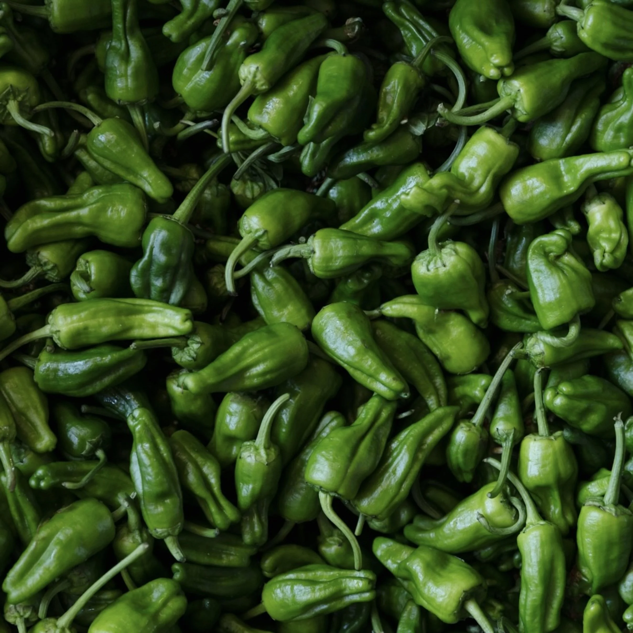 Padrón peppers.jpeg