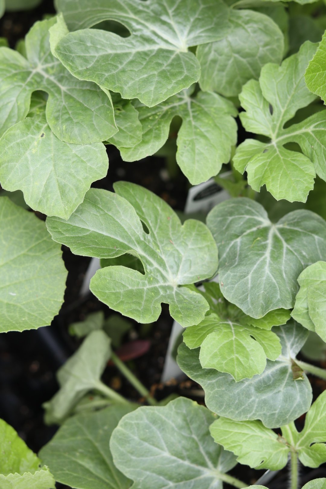 Watermelon Seedlings