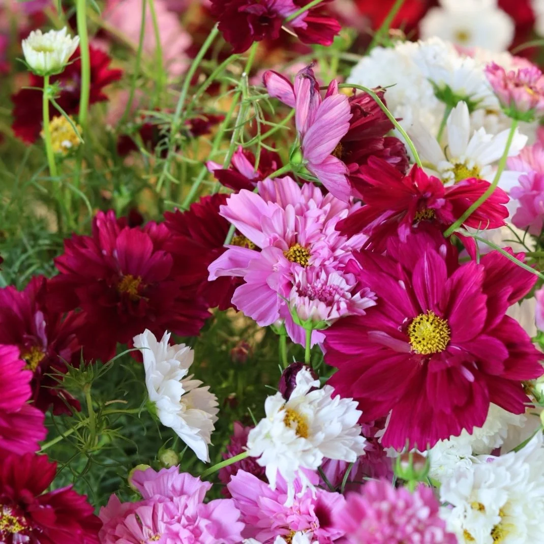 Cosmos Flower Seedling