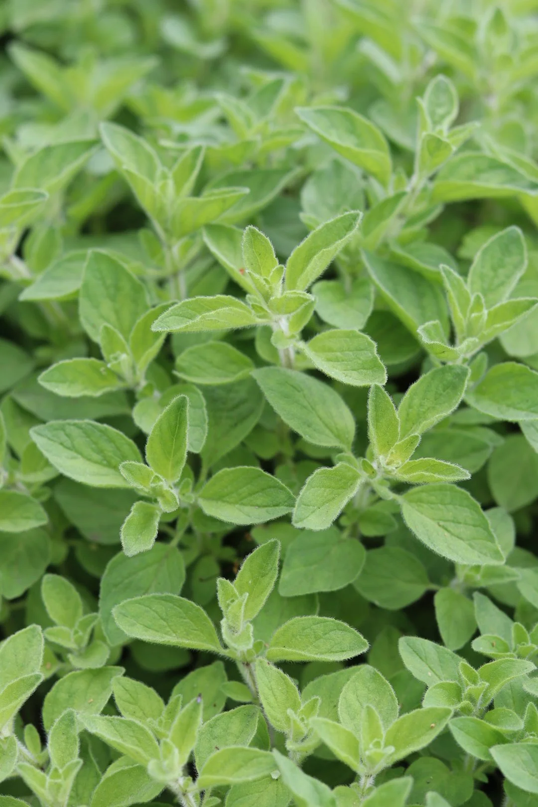 Oregano Seedling