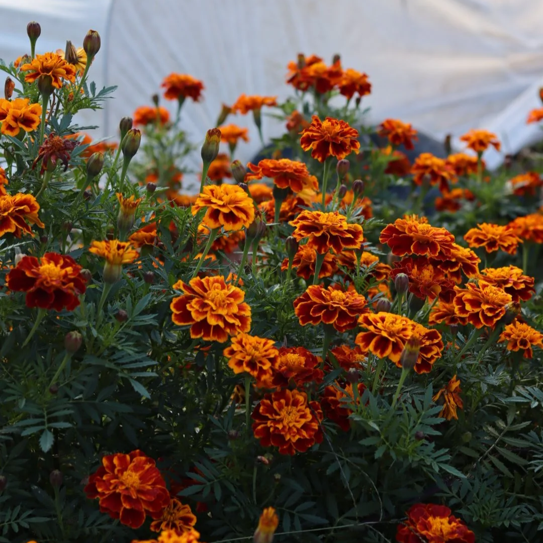 Marigold Flower Seedling