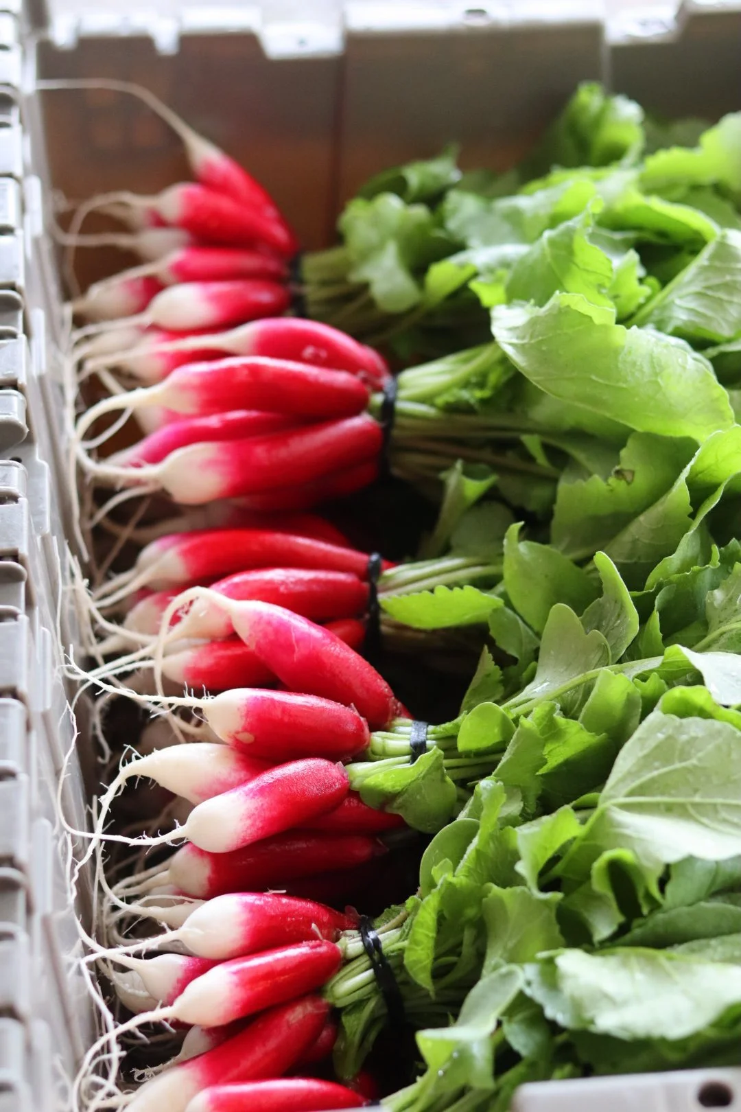 French Breakfast Radish (1 bunch)