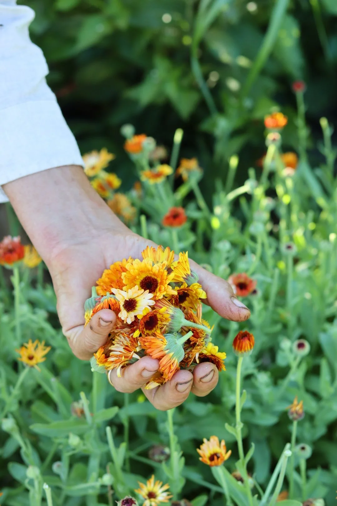 Calendula Flower Seedling