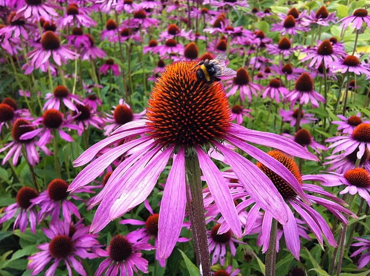 echinacea-flower.jpg