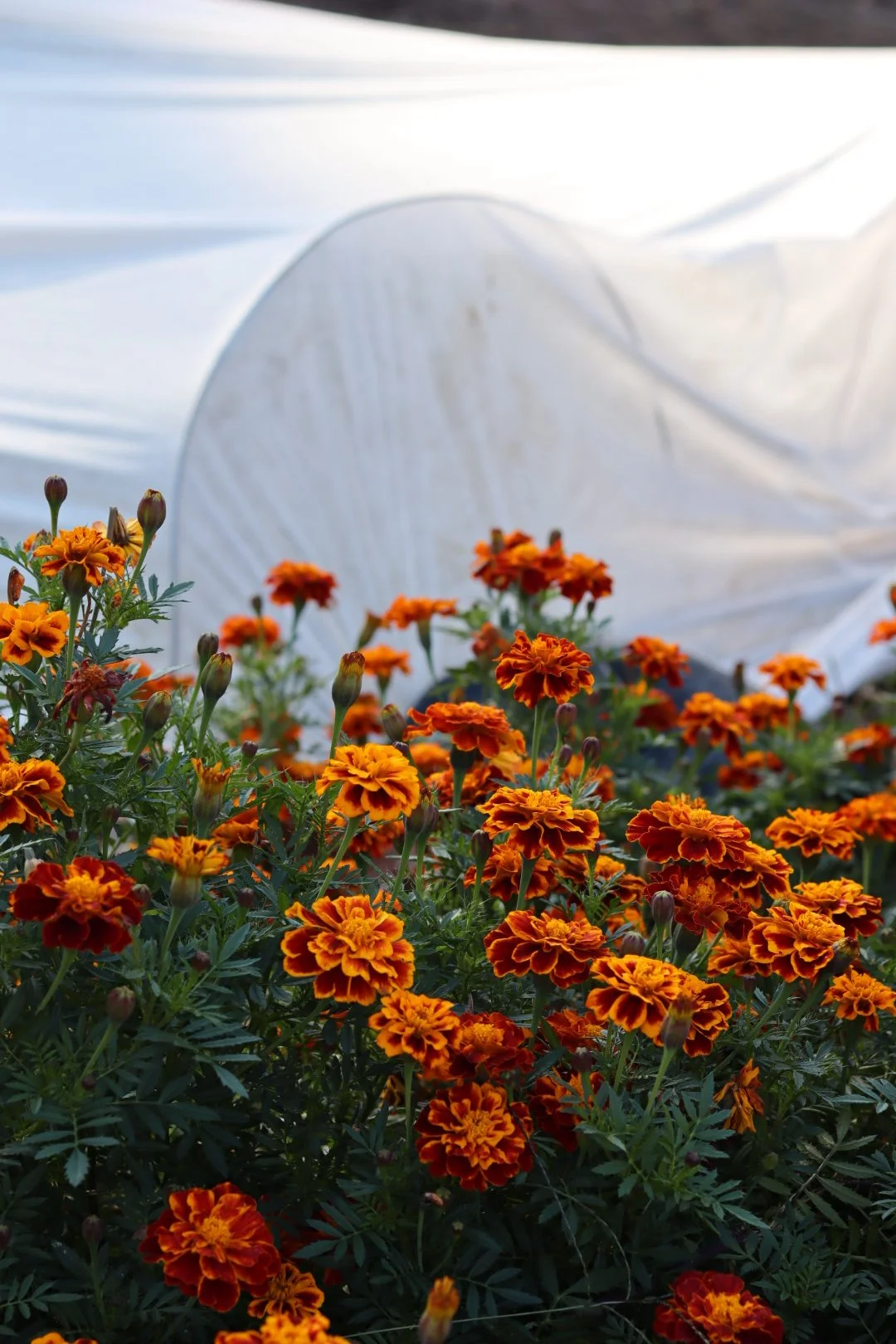 Marigold Flower Seedling