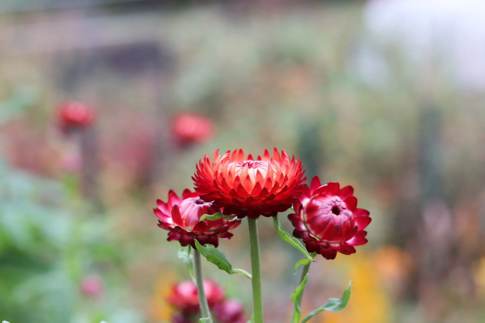 Straw Flower Mix Seedling