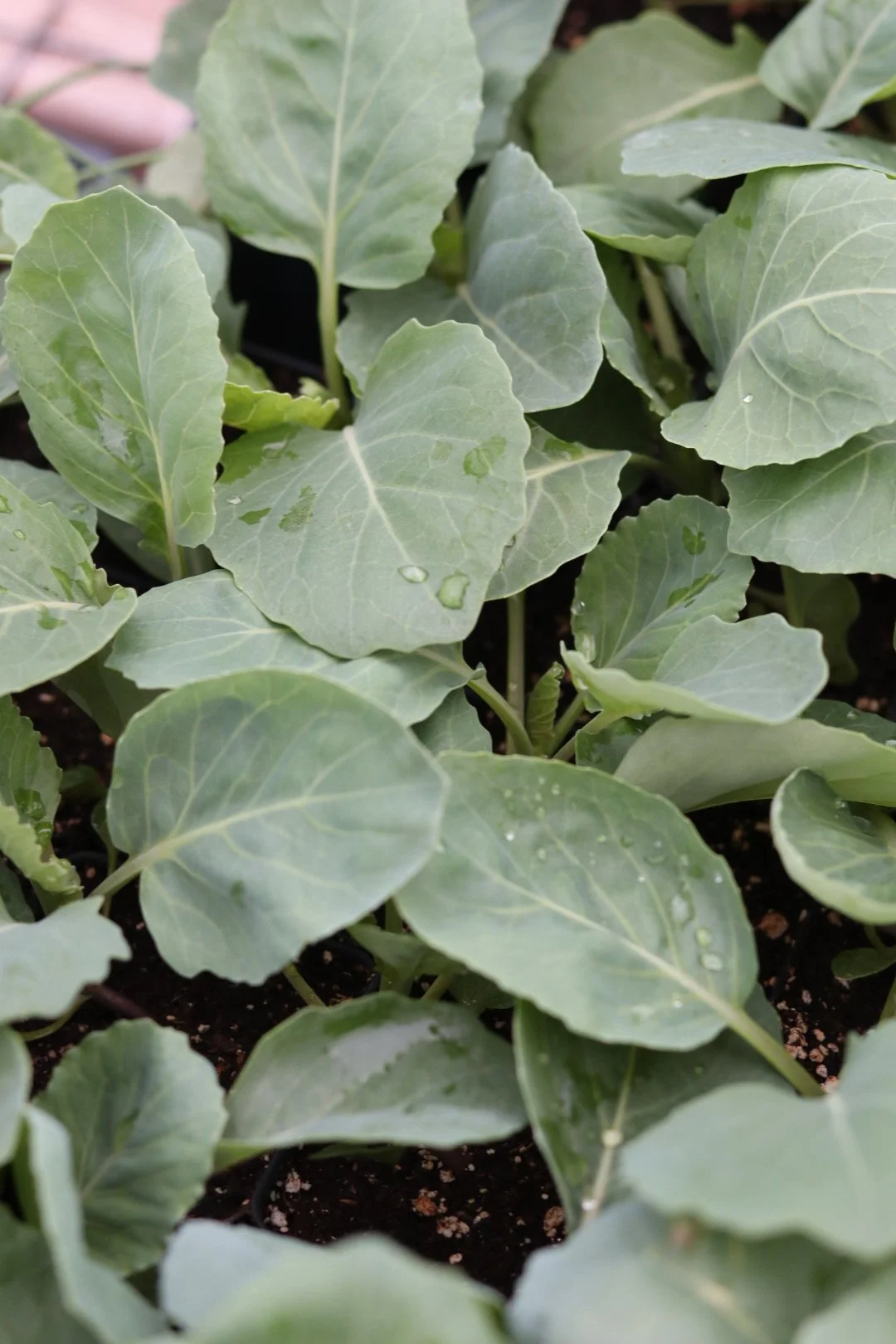 Brussels Sprout Seedling