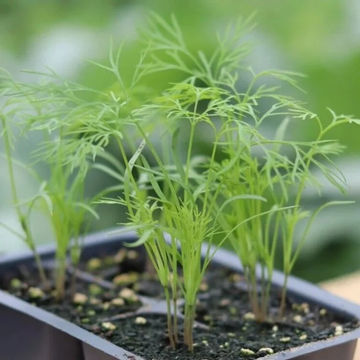 Dill Seedling