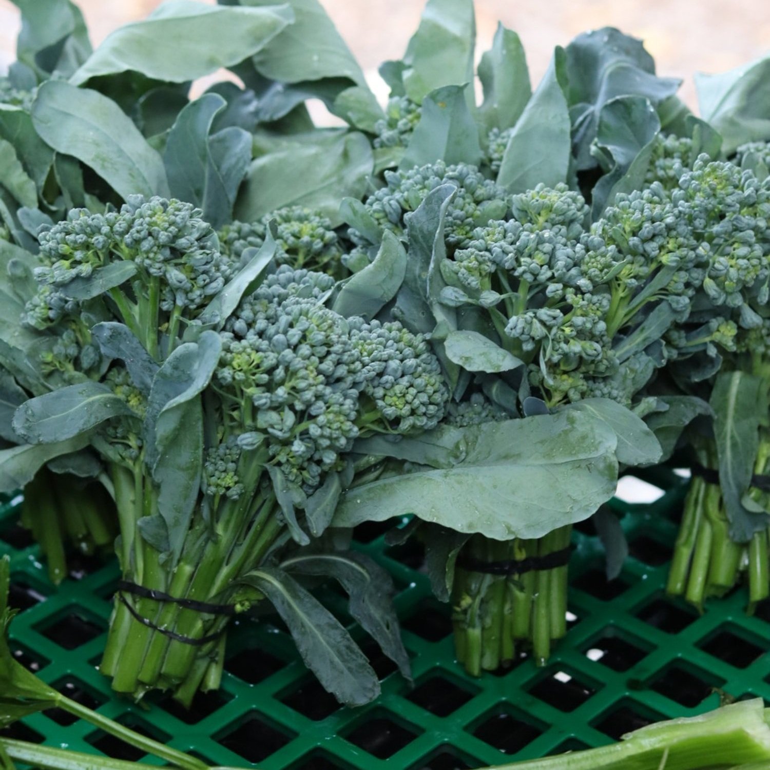 Broccolini (1 bunch)