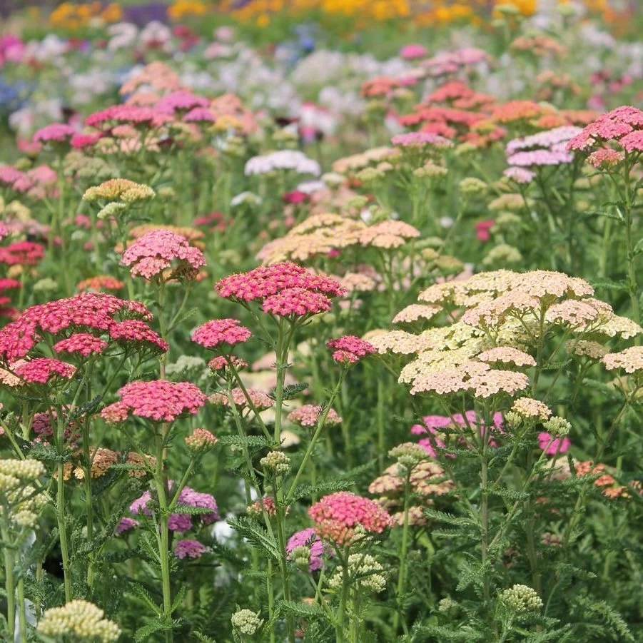 Yarrow Flower Seedling