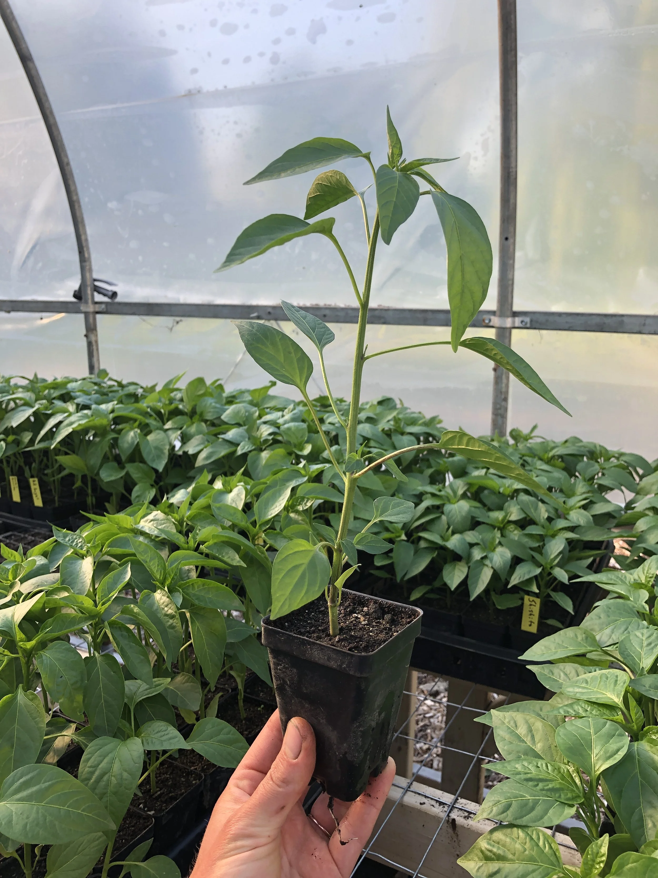 Hot & Hot-ish Pepper Plants