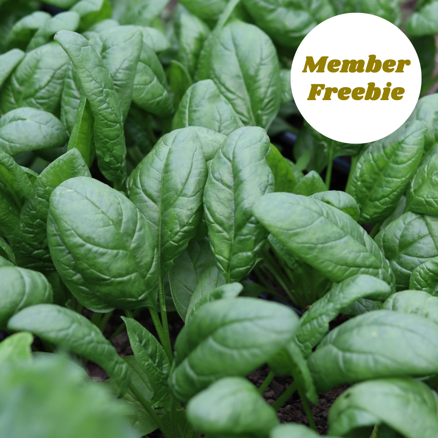 spinach.png