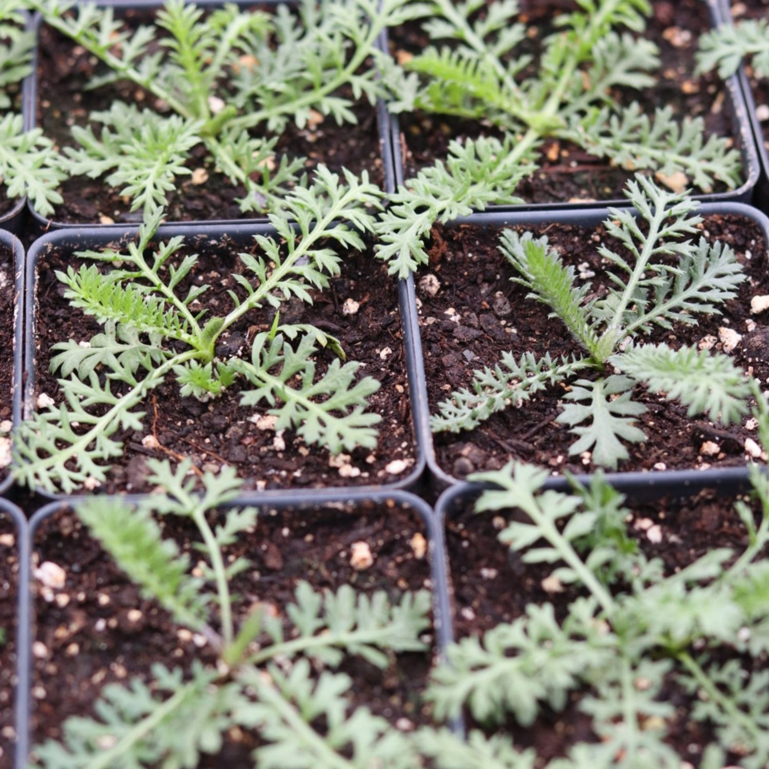 Yarrow Flower Seedlings