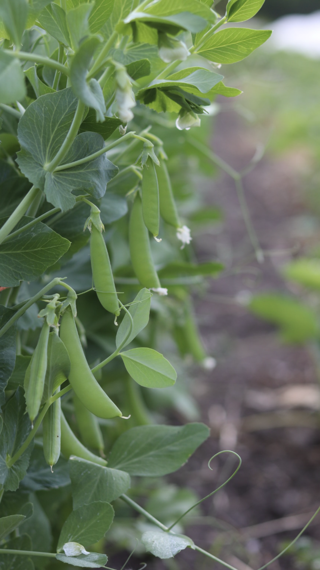 Sugar Snap Pea Seedlings (6-pack)
