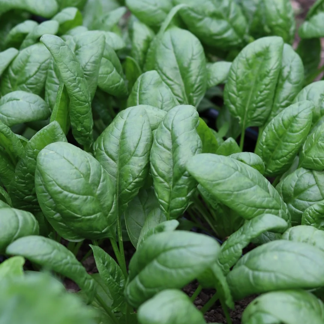 Spring Spinach