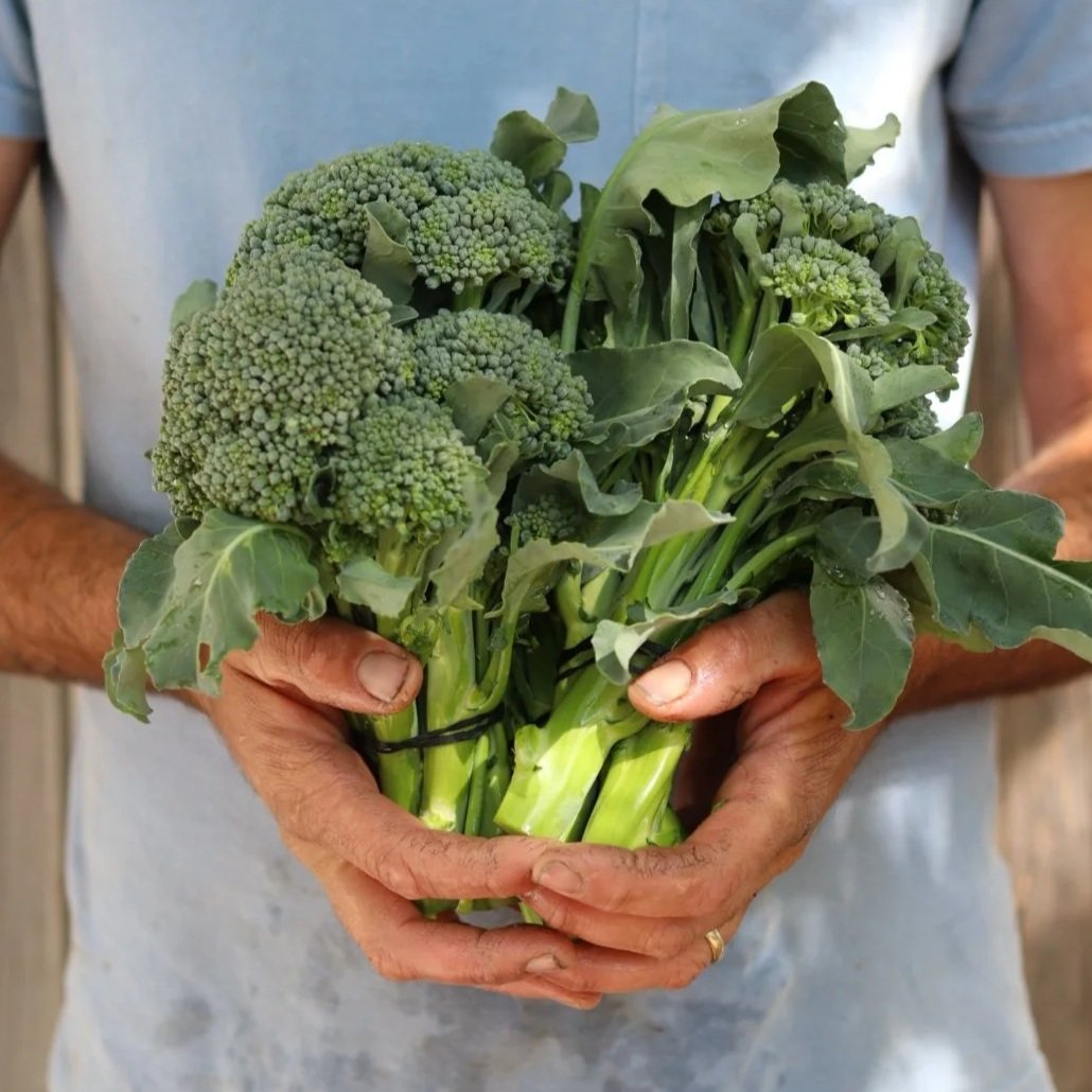 Broccolini (1 bunch)