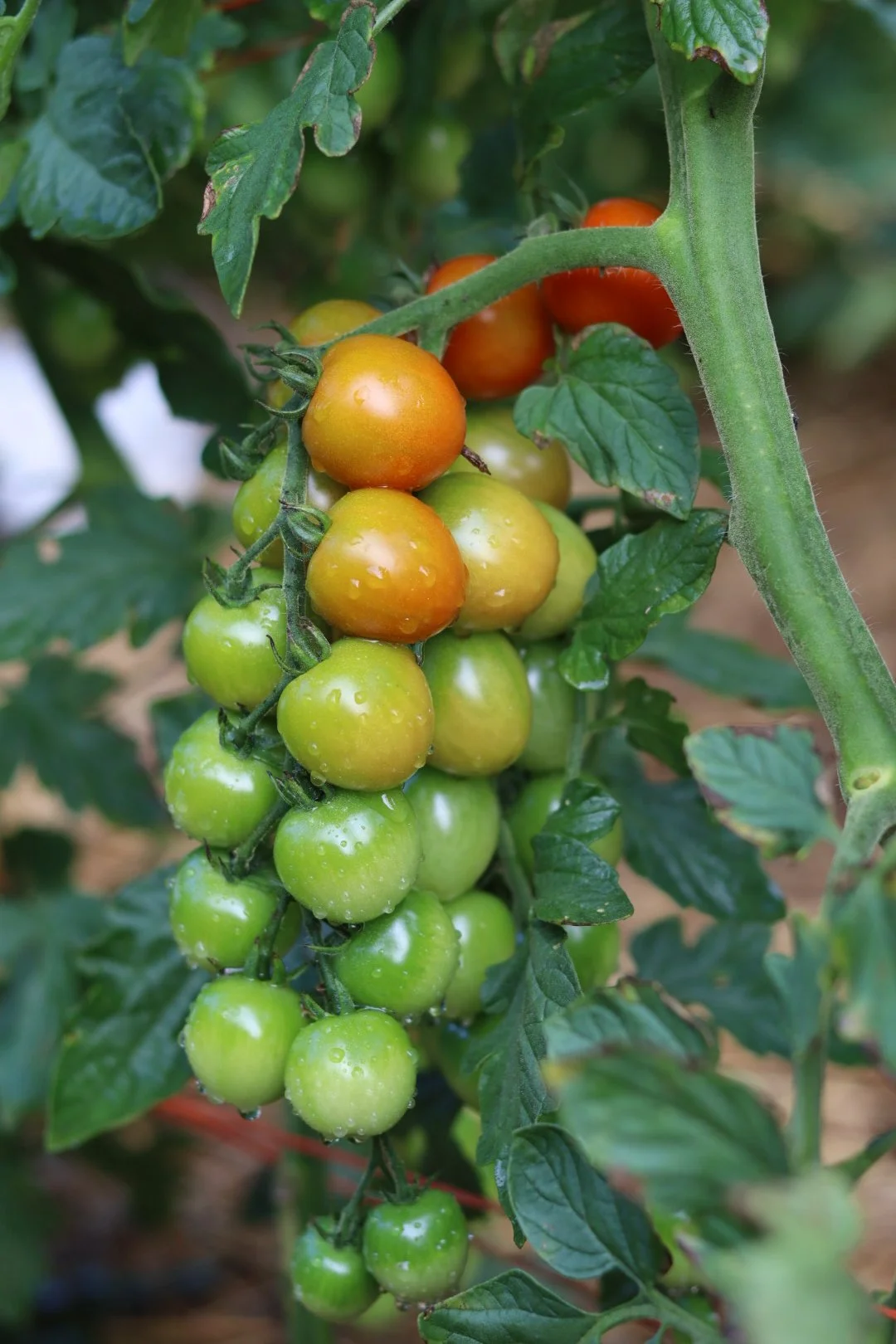 Cherry Tomato Plants
