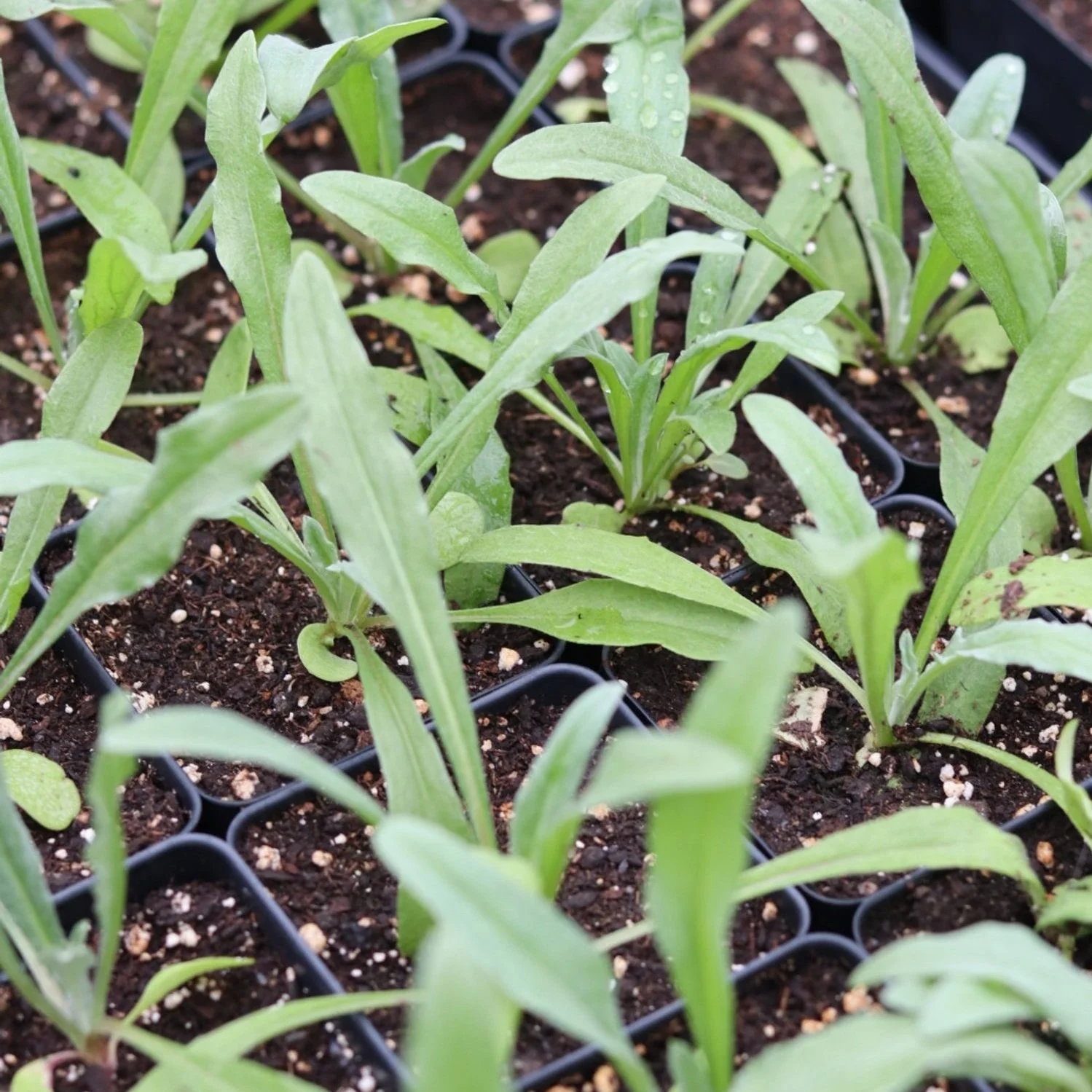 Bachelor Button Flower Seedling