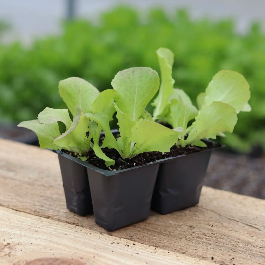 Head Lettuce Seedlings (mixed 4-pack)