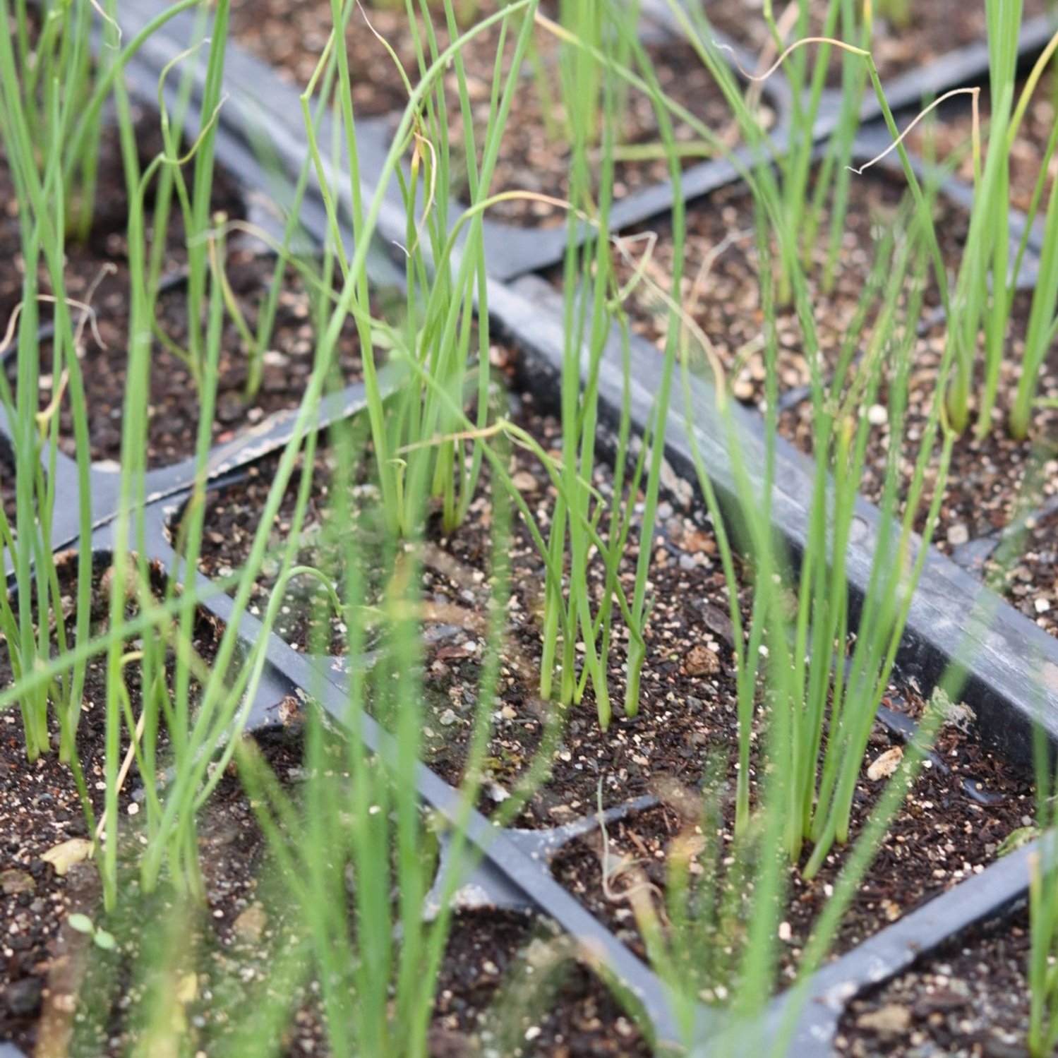 Scallion Seedlings (6-pack)