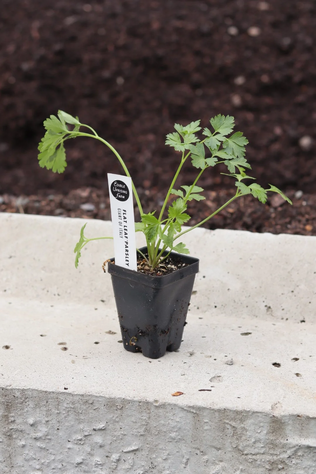 Flat Leaf Parsley Seedling