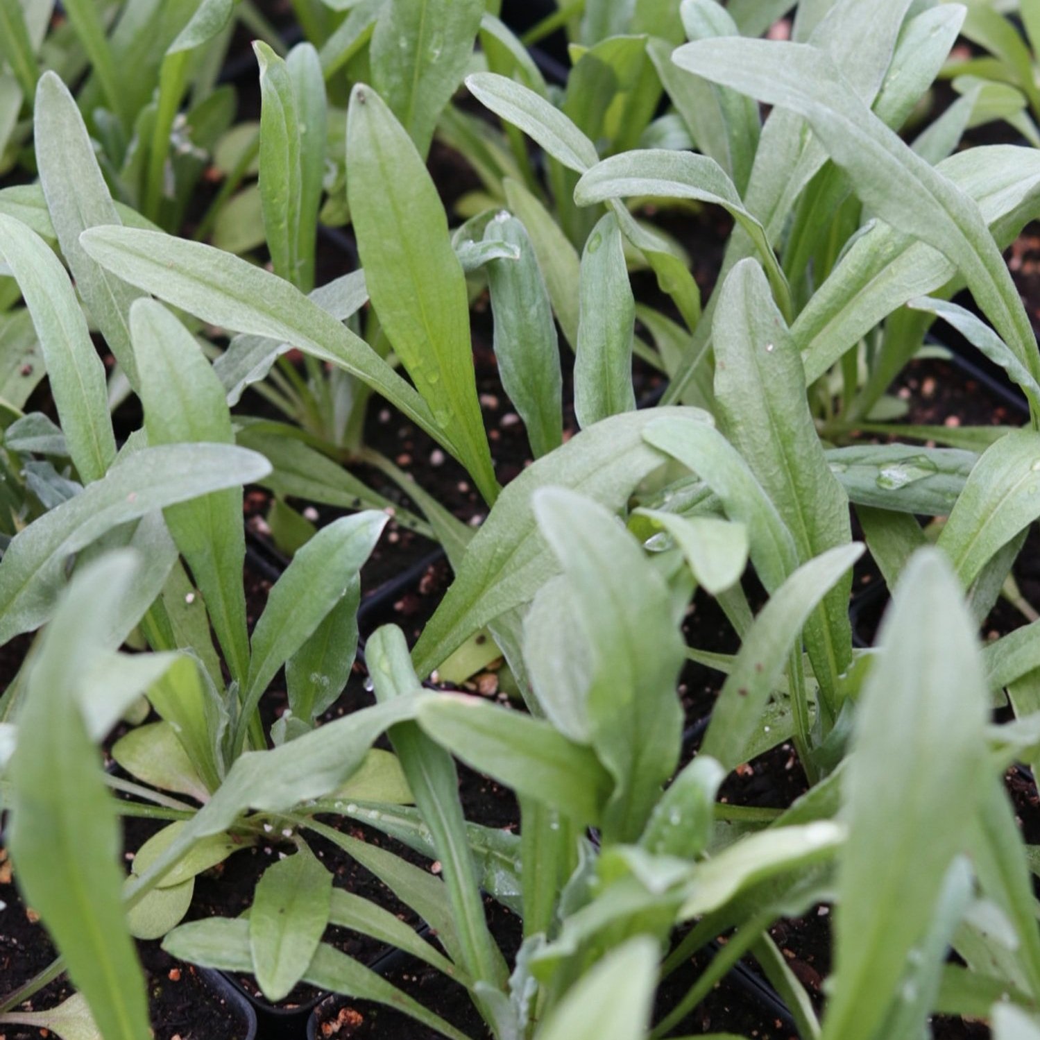 Agrostemma Flower Seedling
