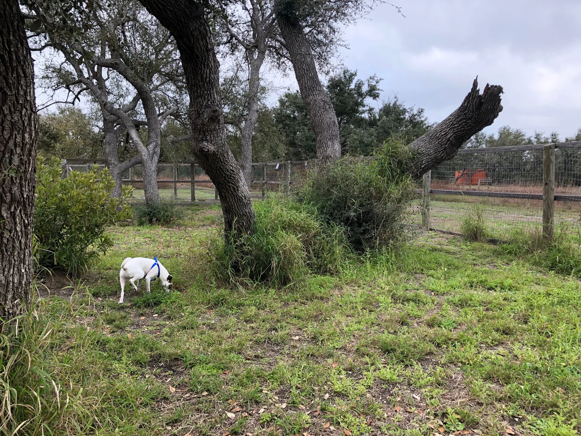 Jodi roaming the dog park.