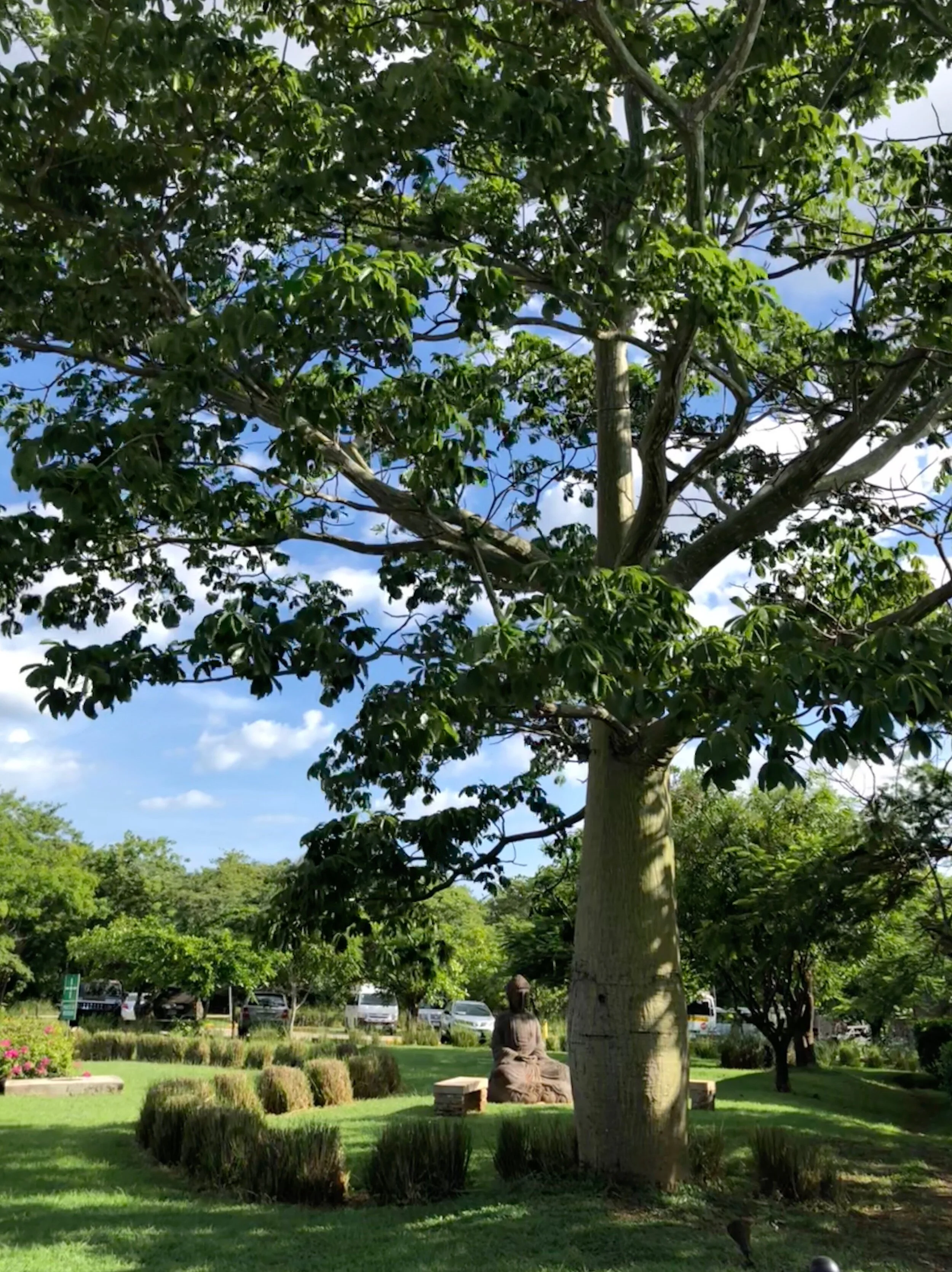 view from temple of Buddha under tree