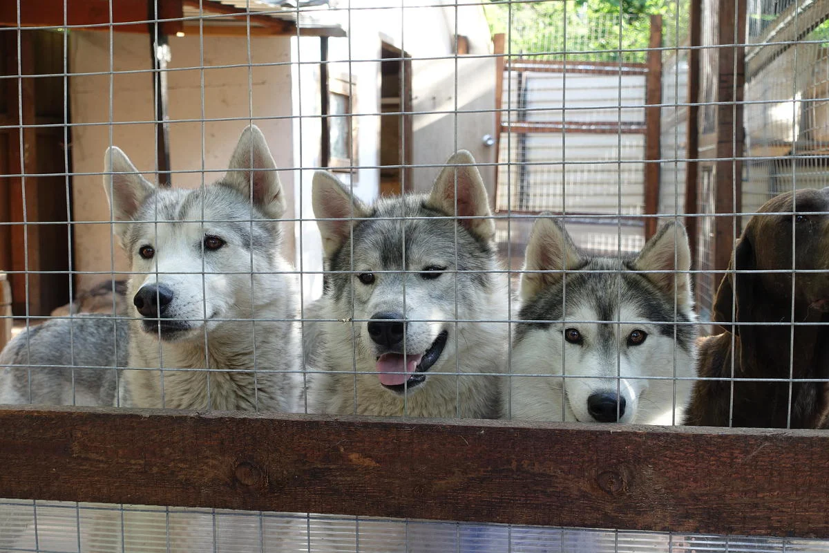 kennels2.jpg