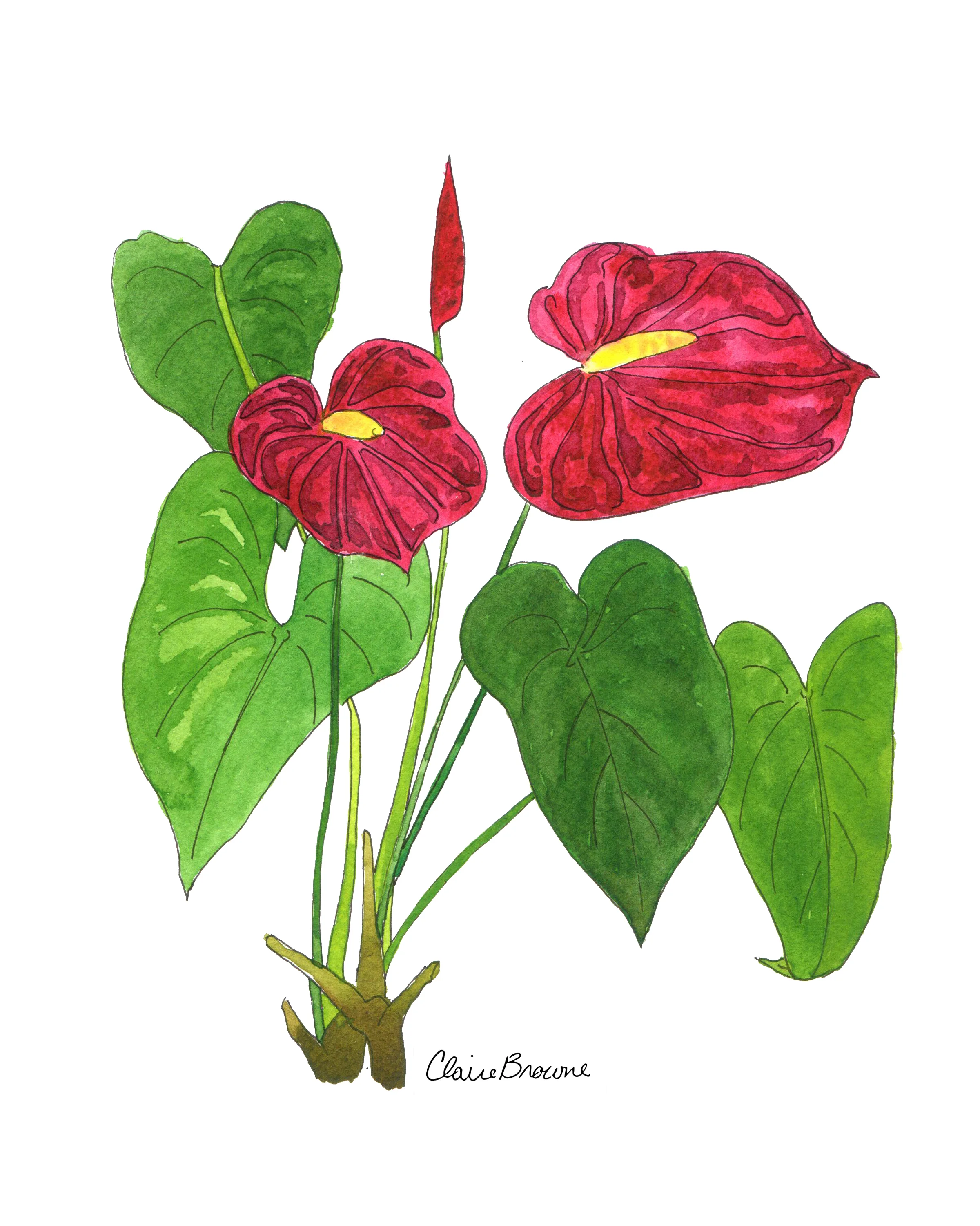 Anthurium_PRINTER.jpg