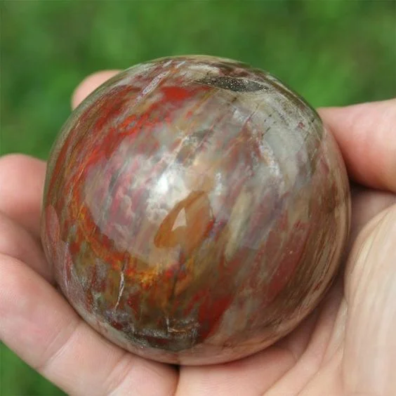 petrified wood.jpg