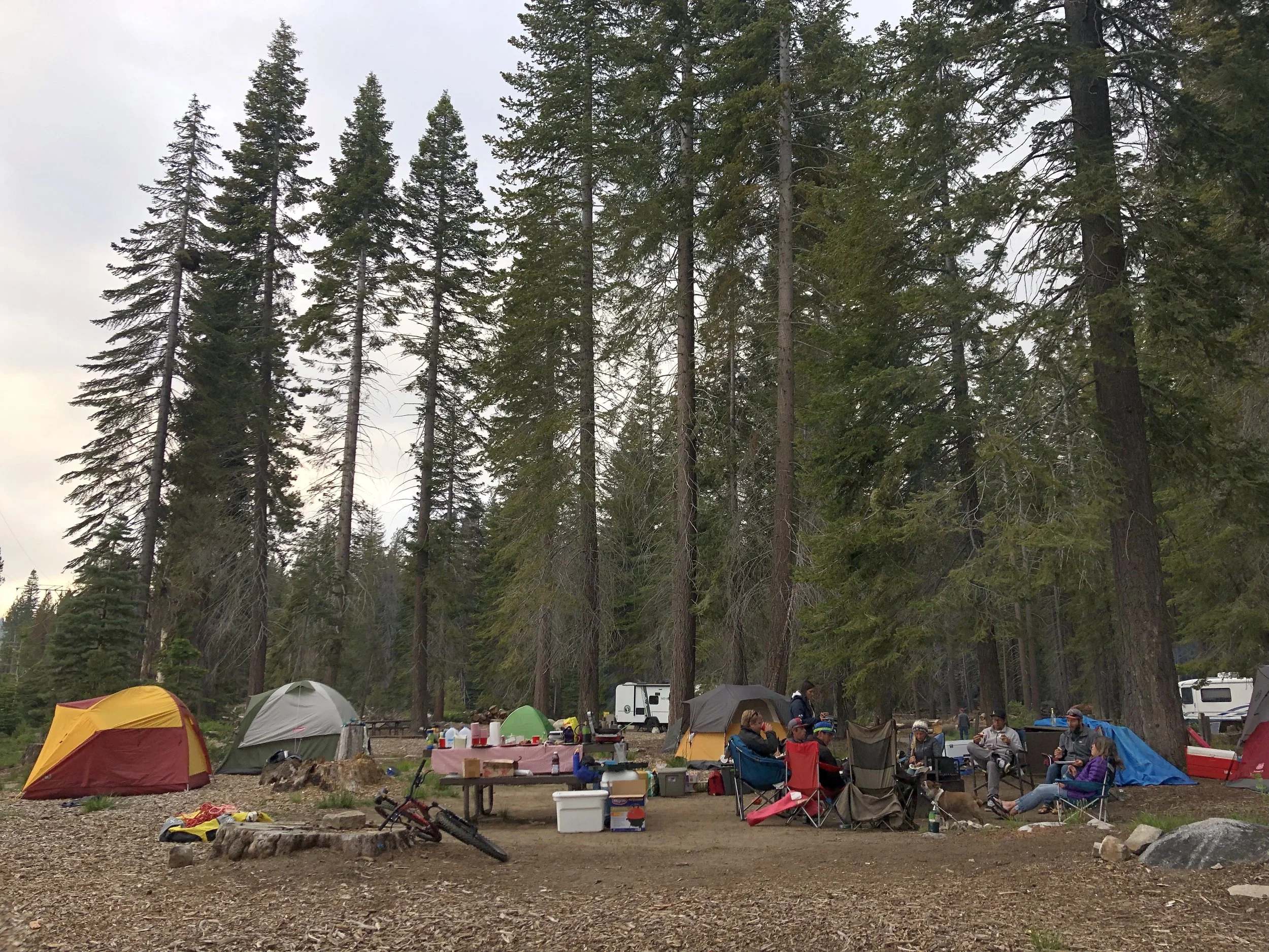 Big tree camping