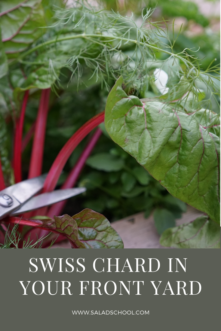 Swiss Chard.jpg