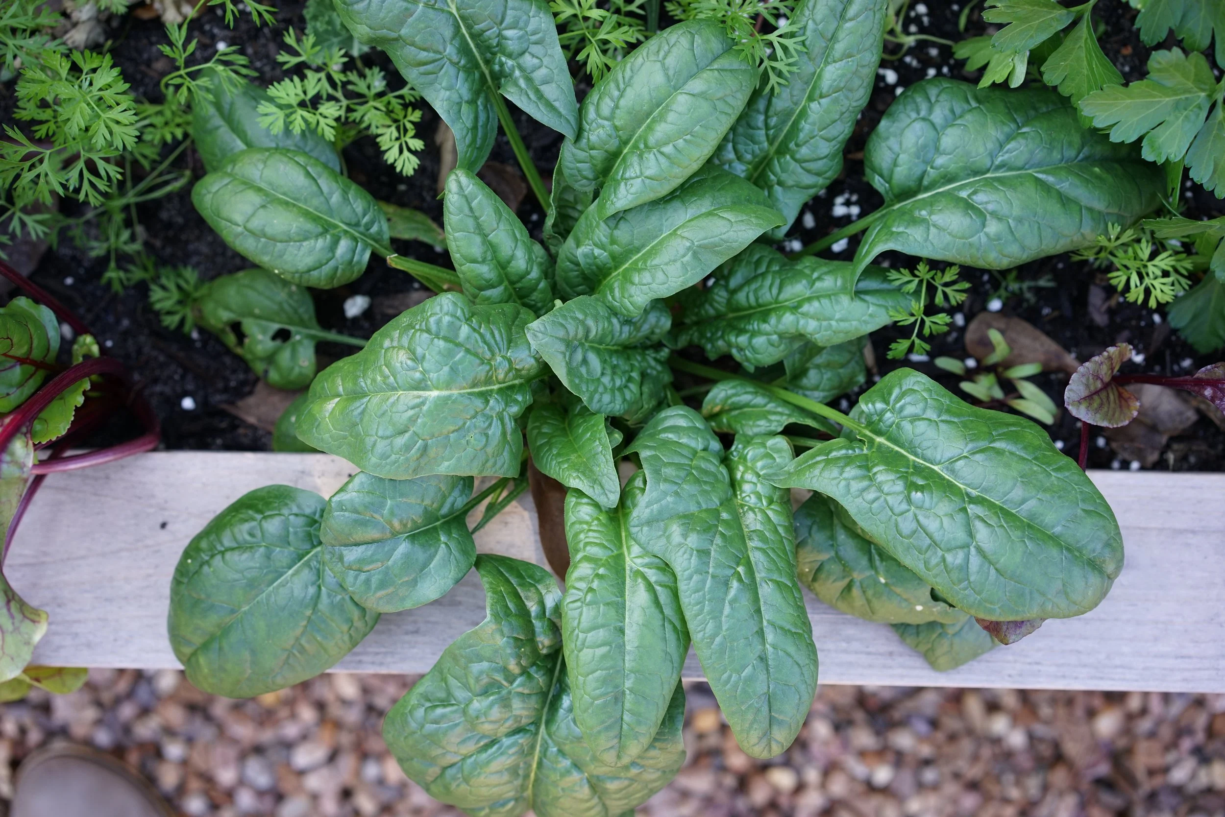 spinach.jpg